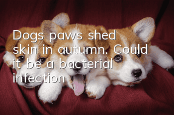 Dog's paws shed skin in autumn. Could it be a bacterial infection?