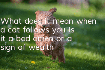 What does it mean when a cat follows you? Is it a bad omen or a sign of wealth?