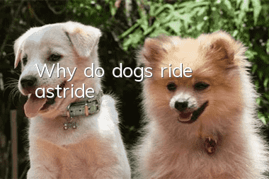 Why do dogs ride astride?