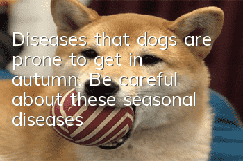 Diseases that dogs are prone to get in autumn. Be careful about these seasonal diseases!
