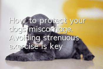How to protect your dog’s miscarriage. Avoiding strenuous exercise is key!
