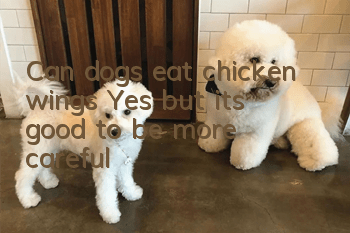 Can dogs eat chicken wings? Yes, but it’s good to be more careful!