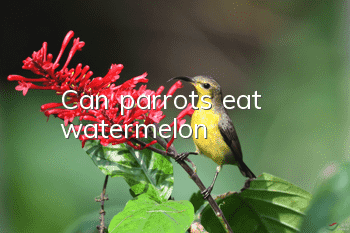 Can parrots eat watermelon?