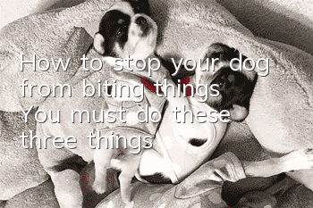 How to stop your dog from biting things? You must do these three things!