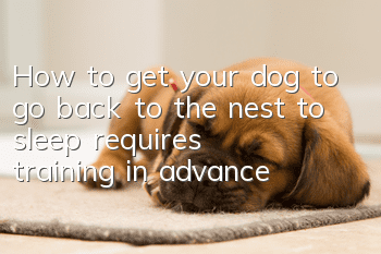 How to get your dog to go back to the nest to sleep requires training in advance!