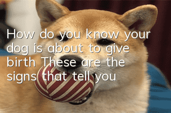 How do you know your dog is about to give birth? These are the signs that tell you!