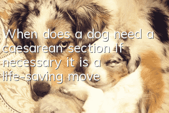 When does a dog need a caesarean section? If necessary, it is a life-saving move!