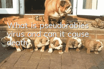 What is pseudorabies virus and can it cause death?
