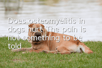 Does osteomyelitis in dogs hurt? The pain is not something to be told!