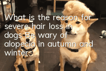 What is the reason for severe hair loss in dogs? Be wary of alopecia in autumn and winter!
