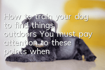 How to train your dog to find things outdoors? You must pay attention to these points when walking your dog!