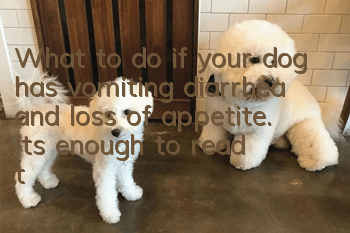 What to do if your dog has vomiting, diarrhea and loss of appetite. It’s enough to read this article!