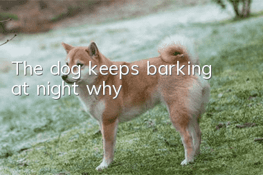 The dog keeps barking at night, why?