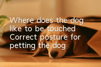 Where does the dog like to be touched? Correct posture for petting the dog