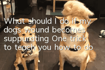 What should I do if my dog’s wound becomes suppurating? One trick to teach you how to do it!