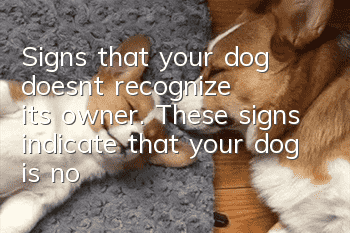 Signs that your dog doesn’t recognize its owner. These signs indicate that your dog is not loyal to you.