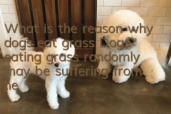 What is the reason why dogs eat grass? Dogs eating grass randomly may be suffering from health problems!