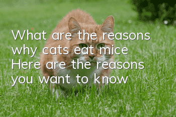 What are the reasons why cats eat mice? Here are the reasons you want to know!