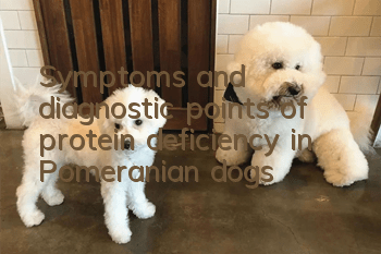 Symptoms and diagnostic points of protein deficiency in Pomeranian dogs