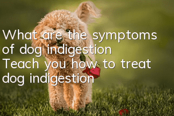 What are the symptoms of dog indigestion? Teach you how to treat dog indigestion