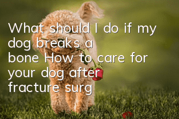 What should I do if my dog breaks a bone? How to care for your dog after fracture surgery?