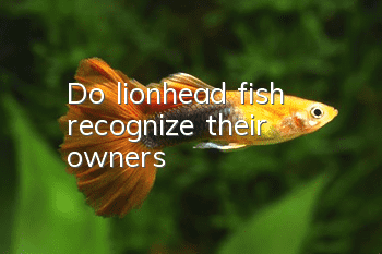 Do lionhead fish recognize their owners?