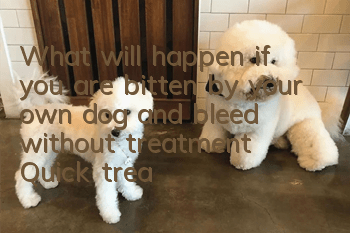 What will happen if you are bitten by your own dog and bleed without treatment? Quick treatment is the key!