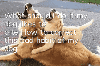 What should I do if my dog likes to bite? How to correct this bad habit of my dog?
