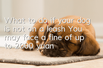 What to do if your dog is not on a leash? You may face a fine of up to 2,000 yuan!