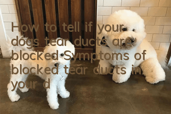 How to tell if your dog’s tear ducts are blocked Symptoms of blocked tear ducts in your dog