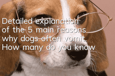 Detailed explanation of the 5 main reasons why dogs often vomit. How many do you know?