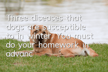 Three diseases that dogs are susceptible to in winter. You must do your homework in advance!