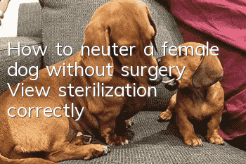 How to neuter a female dog without surgery? View sterilization correctly!