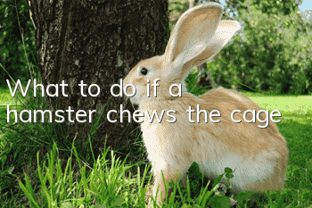 What to do if a hamster chews the cage