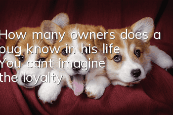How many owners does a pug know in his life? You can’t imagine the loyalty