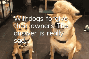 Will dogs forgive their owners? The answer is really sad...