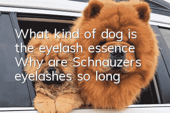 What kind of dog is the eyelash essence? Why are Schnauzer’s eyelashes so long!