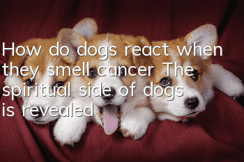 How do dogs react when they smell cancer? The spiritual side of dogs is revealed