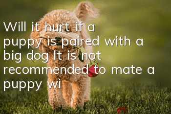 Will it hurt if a puppy is paired with a big dog? It is not recommended to mate a puppy with a big dog!