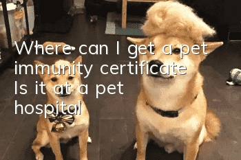 Where can I get a pet immunity certificate? Is it at a pet hospital?