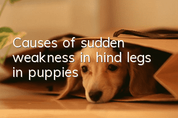 Causes of sudden weakness in hind legs in puppies