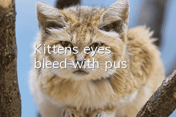 Kitten's eyes bleed with pus