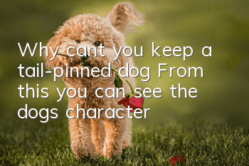 Why can’t you keep a tail-pinned dog? From this you can see the dog’s character!