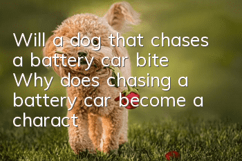 Will a dog that chases a battery car bite? Why does chasing a battery car become a characteristic of dogs biting people?