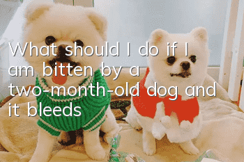 What should I do if I am bitten by a two-month-old dog and it bleeds?