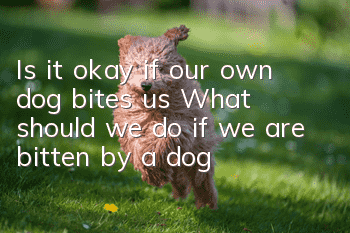Is it okay if our own dog bites us? What should we do if we are bitten by a dog?