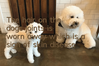 The hair on the dog's joints is worn away, which is a sign of skin disease!