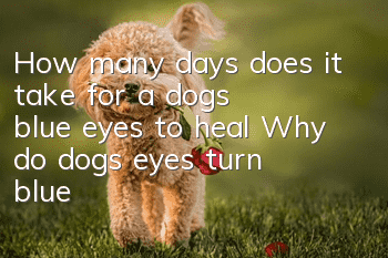 How many days does it take for a dog’s blue eyes to heal? Why do dogs’ eyes turn blue?