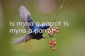 Is myna a parrot? Is myna a parrot?