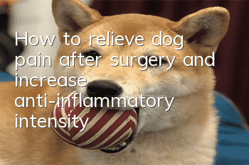 How to relieve dog pain after surgery and increase anti-inflammatory intensity!